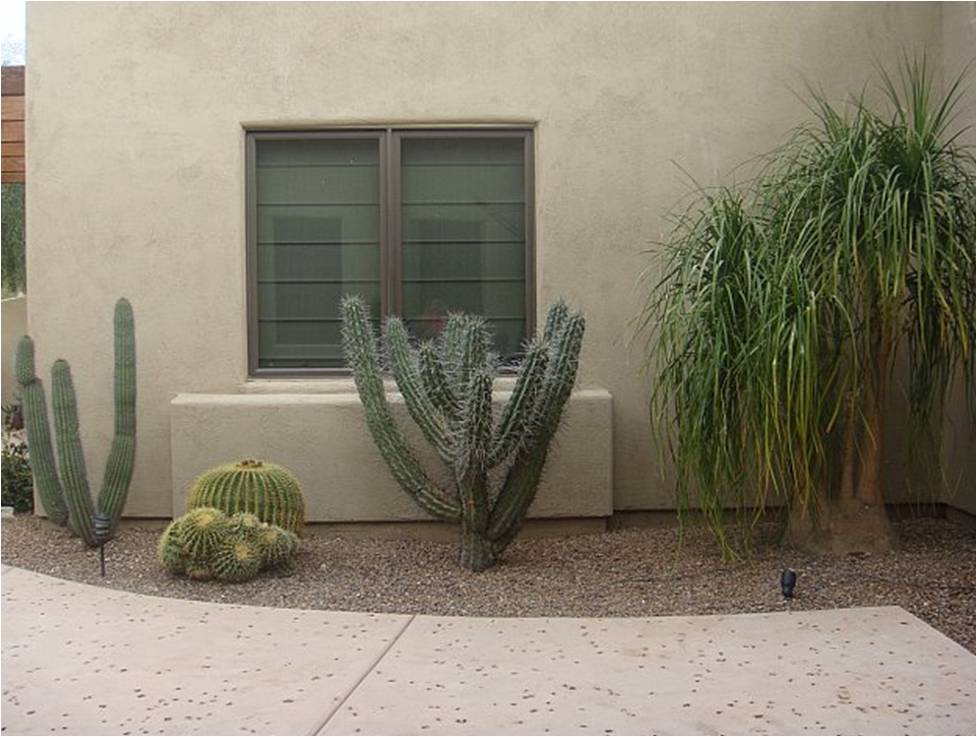 Arctic Cactus Inc. :: Cactus Services in Tucson, AZ and Las Vegas, NV