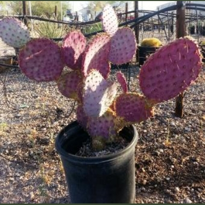 Arctic Cactus Inc. :: Cactus Services in Tucson, AZ and ...